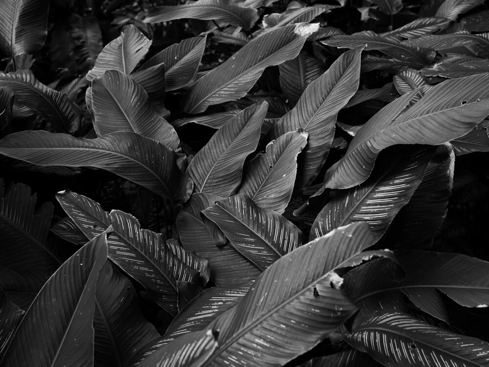 Photo art featuring tropical leaves: calm black and white composition