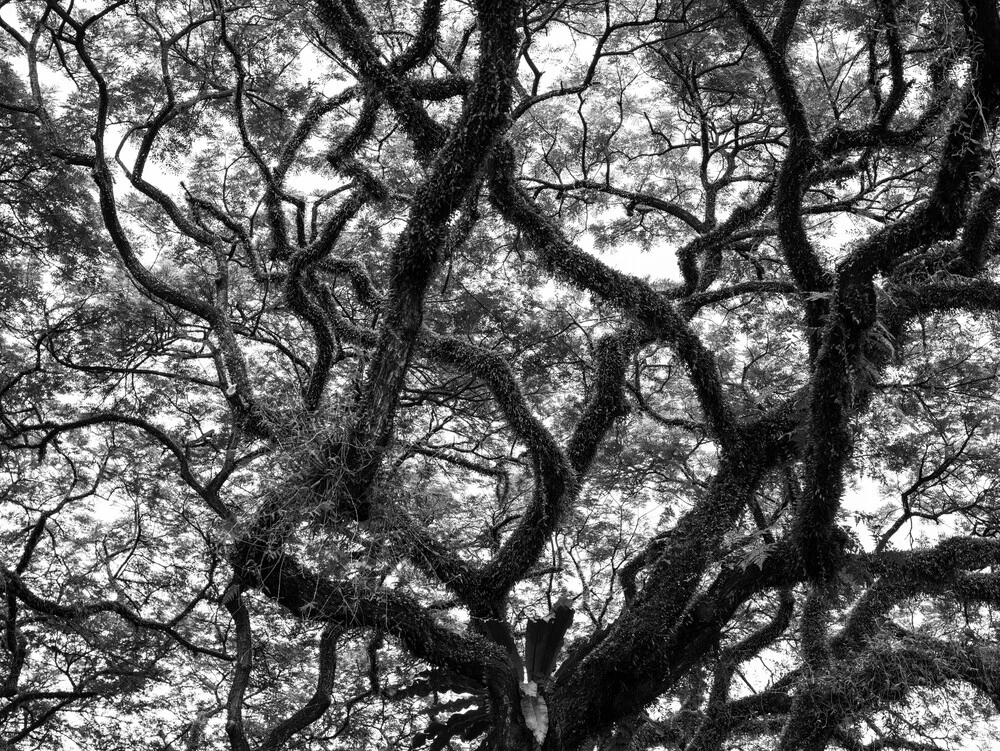 Fotokunst von Inflight Galerie: ruhige Schwarz-Weiß Aufnahme von Ästen in natürlicher Geometrie