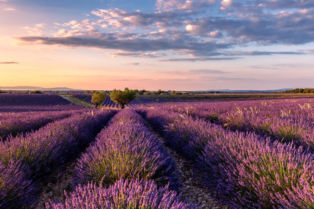 Lavender blossom in Provence: soft purple flowers under a warm sunset