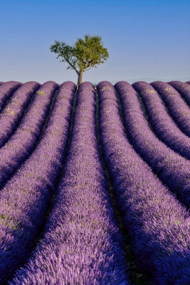 Photo art by Achim Thomae: blooming lavender field in Southern France