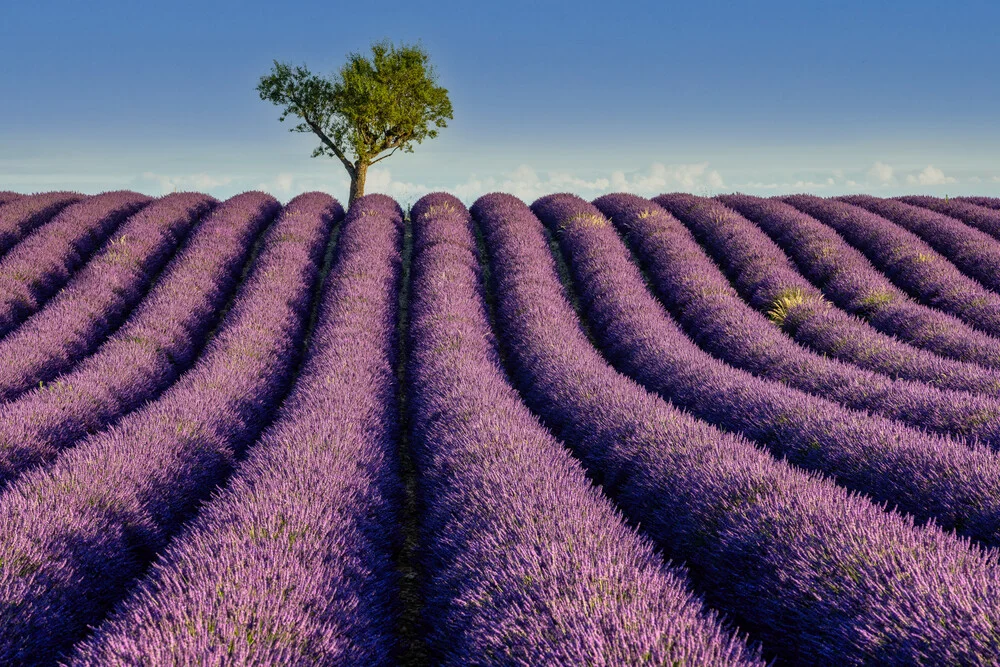 Photo art by Achim Thomae: Lavender field in Provence, soft purple blooms in summertime