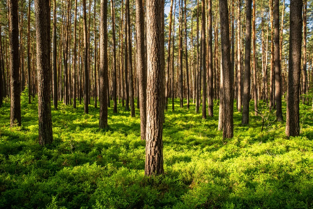Fotokunst von Achim Thomae: Farn im Frühling in einem ruhigen Wald