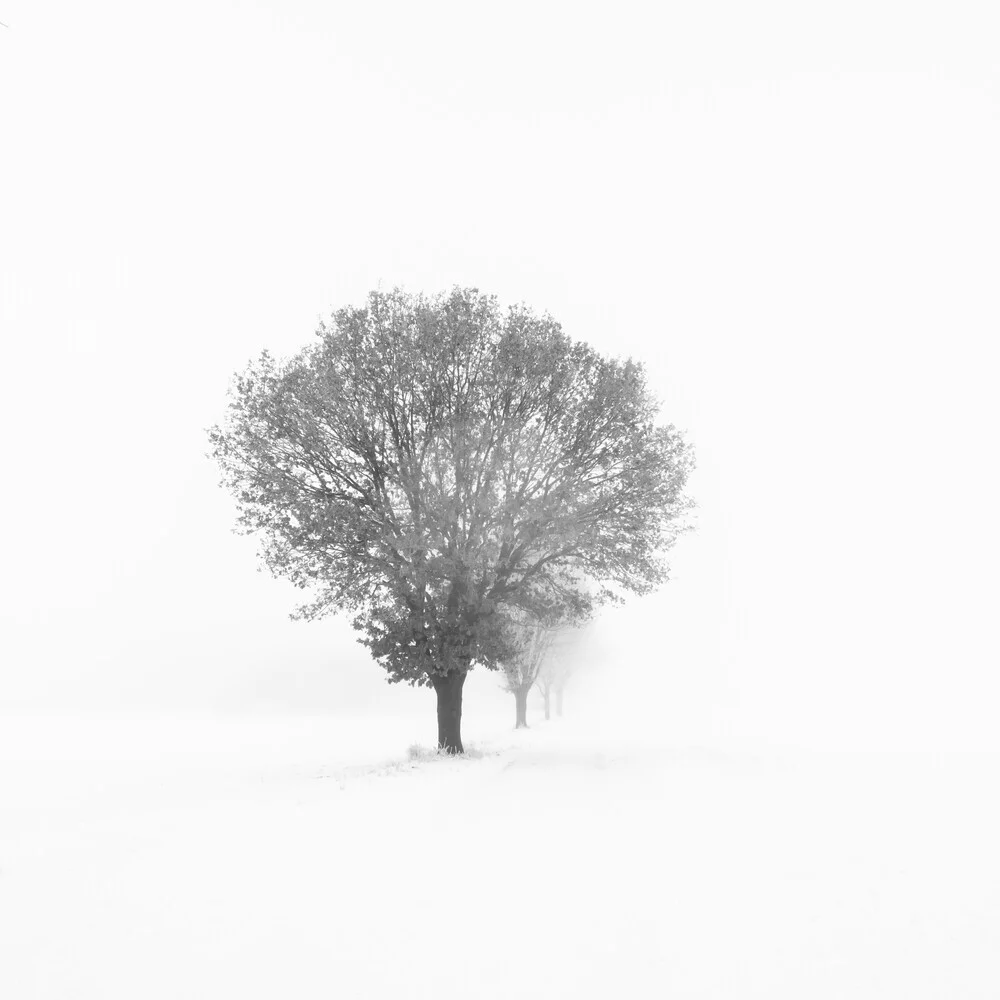 Photo art by Christian Janik: tree in fog on a calm winter day