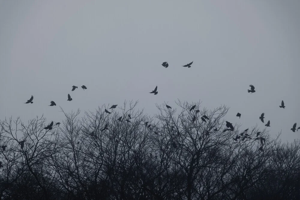 Illustration by Nadja Jacke: Crows in fog over bare treetops