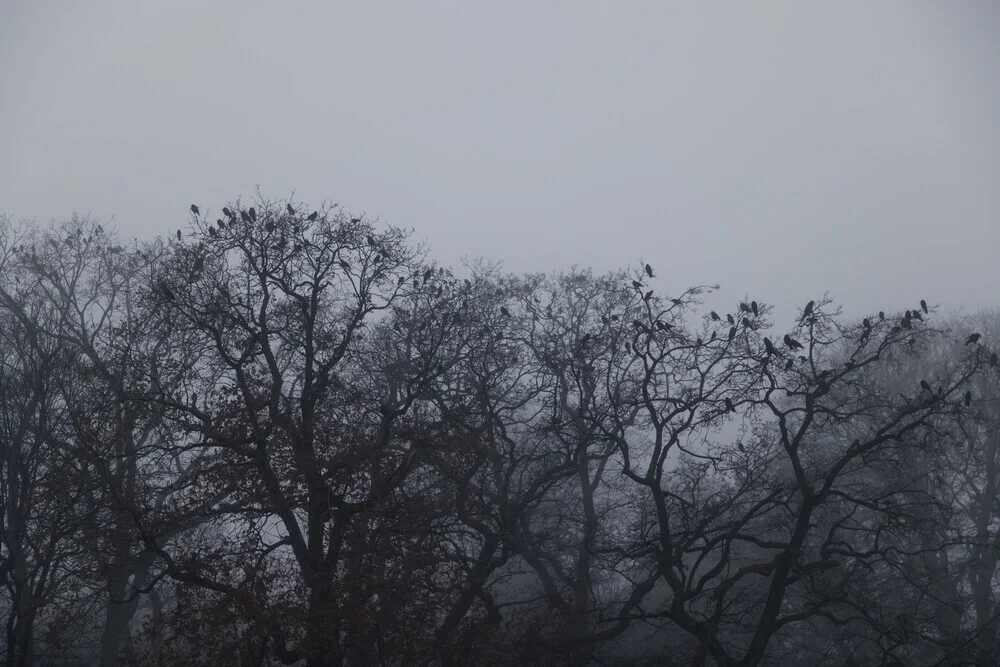 Fotokunst von Nadja Jacke: Krähen ruhen in den Baumkronen im Winternebel
