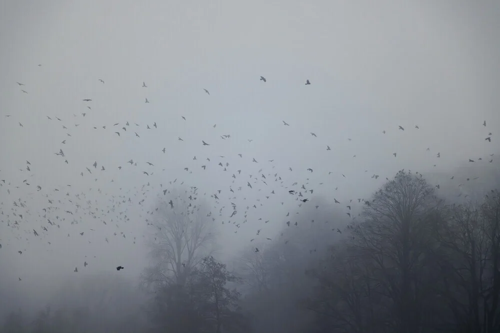 Schwarm von Krähen im dichten Nebel über den Baumkronen, melancholische Stimmung.