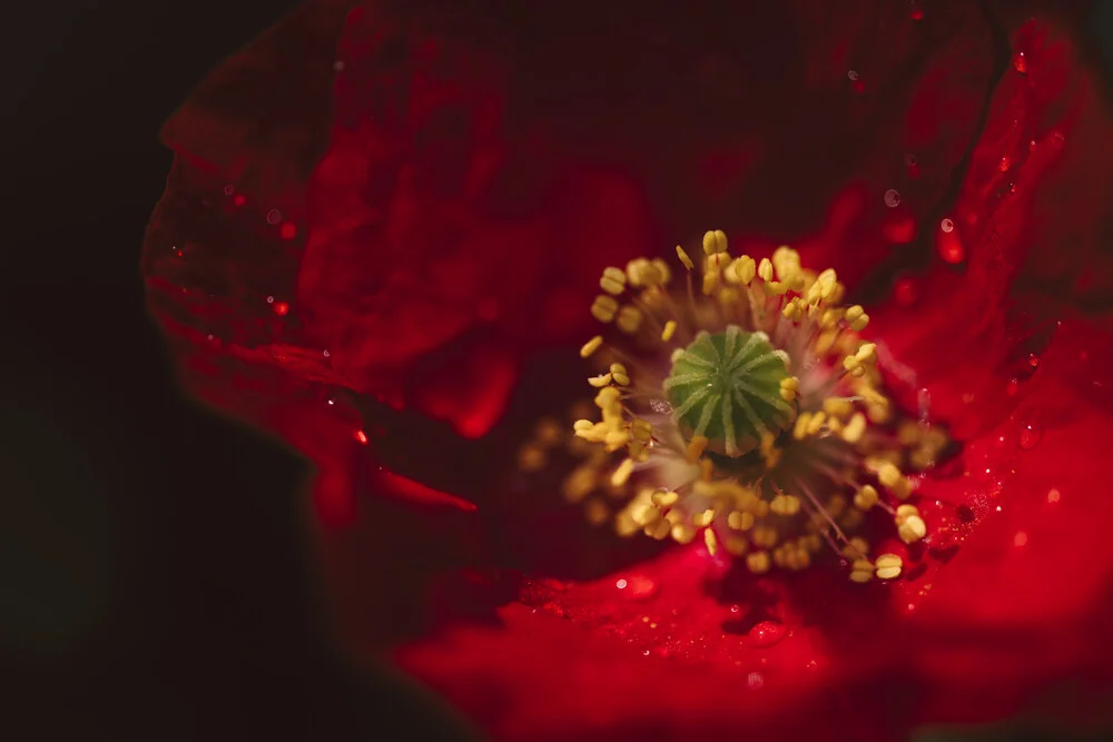 Macro photography by Nadja Jacke: detailed poppy flower with water droplets