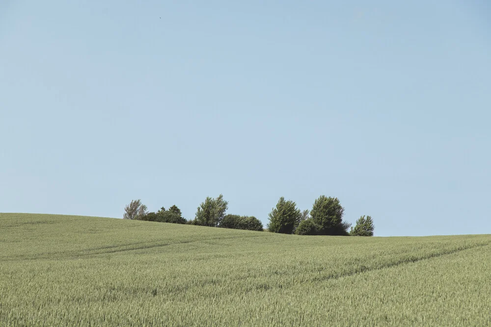 Beautiful summer landscape featuring a grain field and blue sky