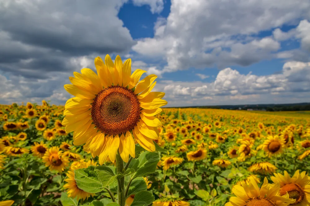 Photo art by Achim Thomae: Summer clouds over a field of sunflowers
