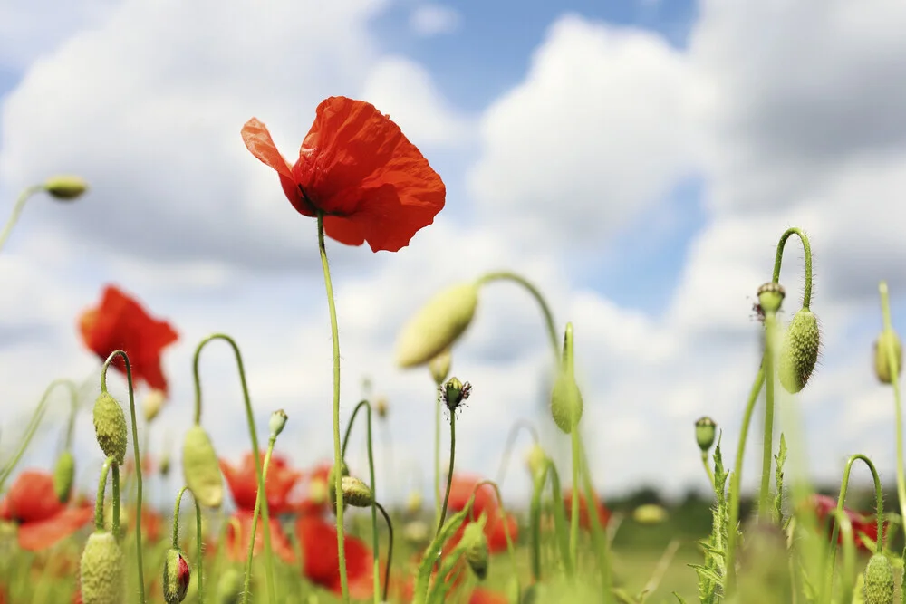 Photo art: glowing poppy flowers in a field beneath a cloudy sky