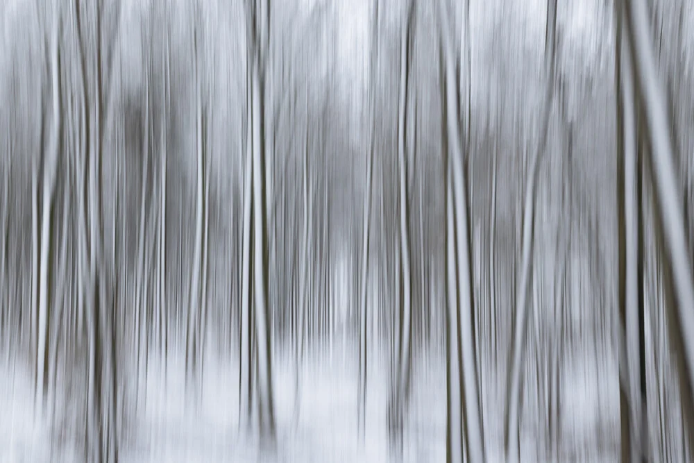Blurred winter forest with snow: tranquil tree trunks in soft colors