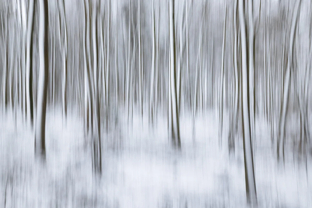 Blurred winter forest with snow: soft colors and tranquil atmosphere