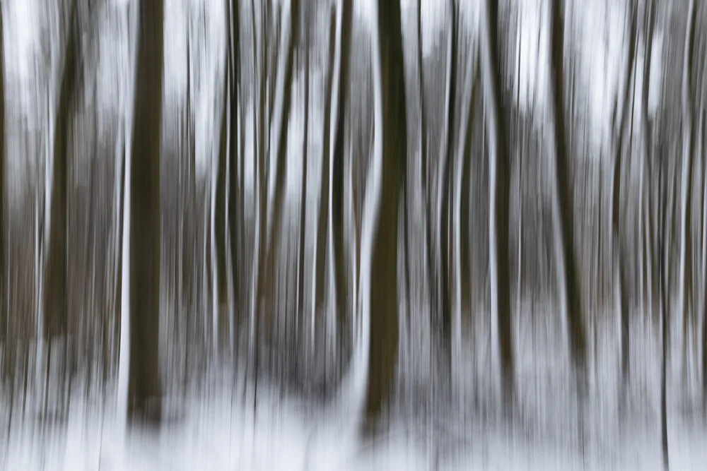 Blurred winter forest with snow, soft colors and a tranquil mood