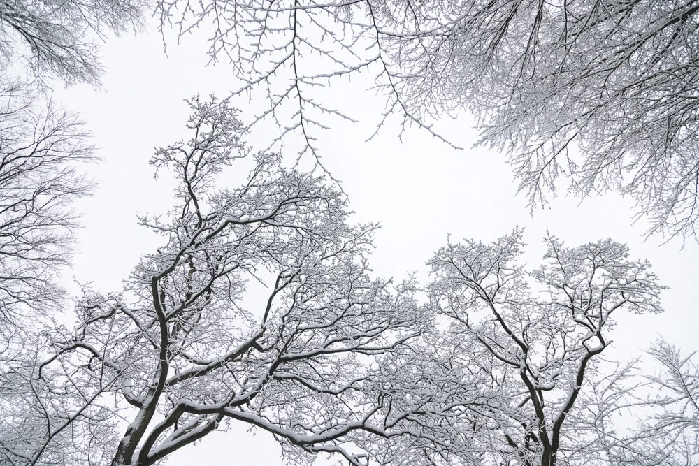 Photo art by Nadja Jacke: calm winter tree tops covered in snow