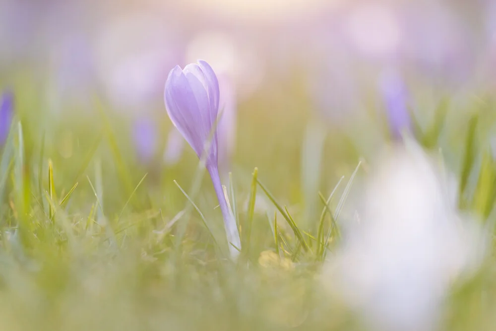 Fotokunst von Nadja Jacke: lila Krokus im weichen Gegenlicht