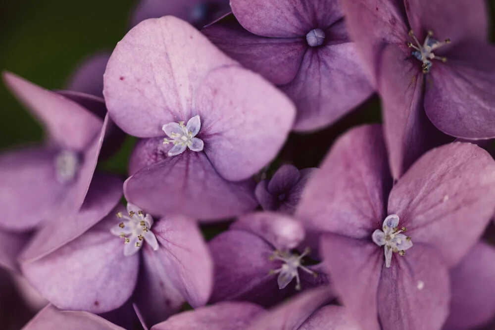 Nahaufnahme einer Hortensie mit sanften Blütenblättern in zarten Farben