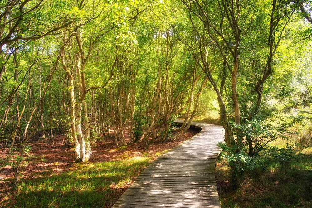 Fotokunst von Oliver Henze: ruhiger Bretterbohlenweg auf der Insel Amrum im Sommer