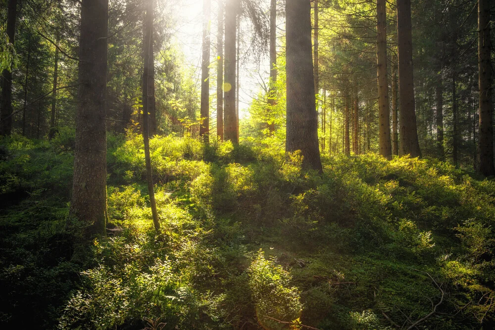 Morning sun in the fresh Harz forest, capturing a calm moment in nature.