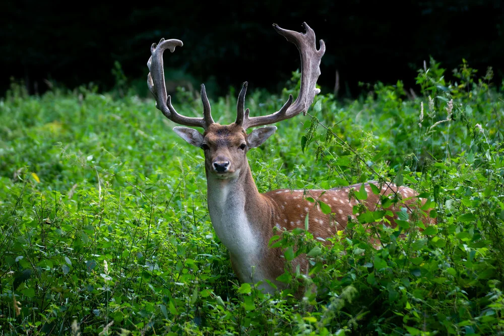 Damhirsch im Abendlicht, sanfte Farben und ruhige Waldatmosphäre.