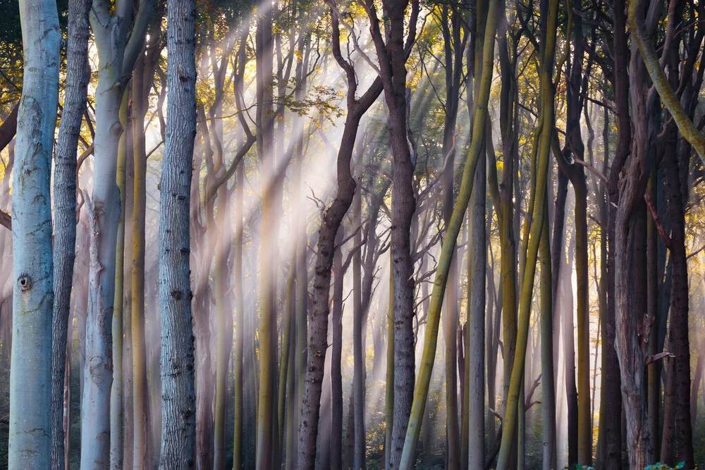 Sanfte Lichtstrahlen durchdringen den Wald mit Nebel und Bäumen, eine ruhige Stimmung.