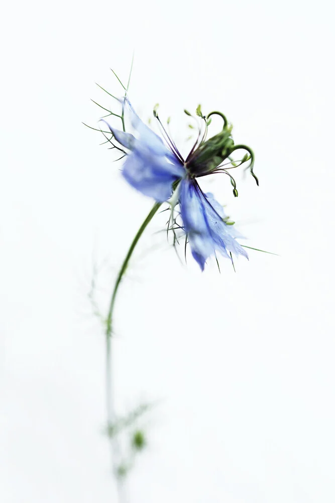Gentle blue flower with delicate petals in soft colors.