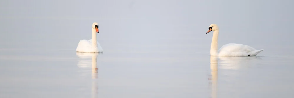 Photo of swans on the Baltic Sea, gentle waves and calm water surface