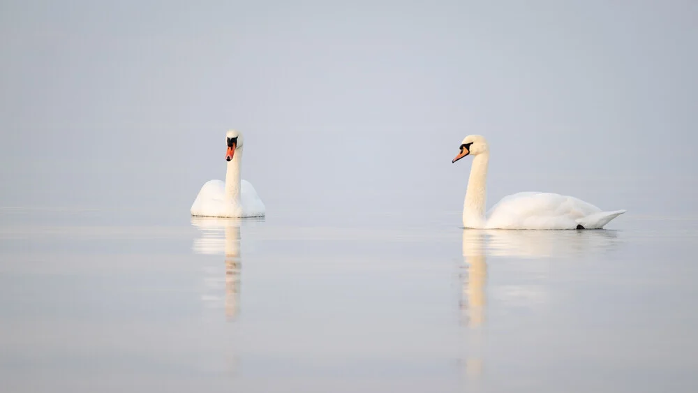 Swans on the Baltic Sea water, gentle surface reflecting the birds.
