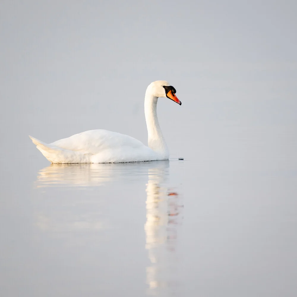 Swan on water with gentle reflection in the Baltic Sea
