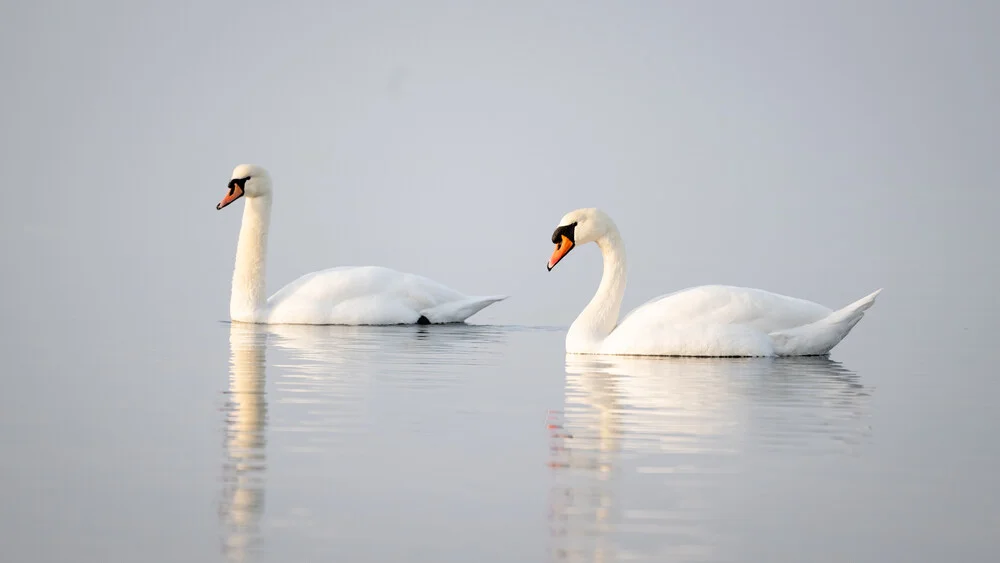 Swan on the Baltic Sea: gentle waves and calm water surface