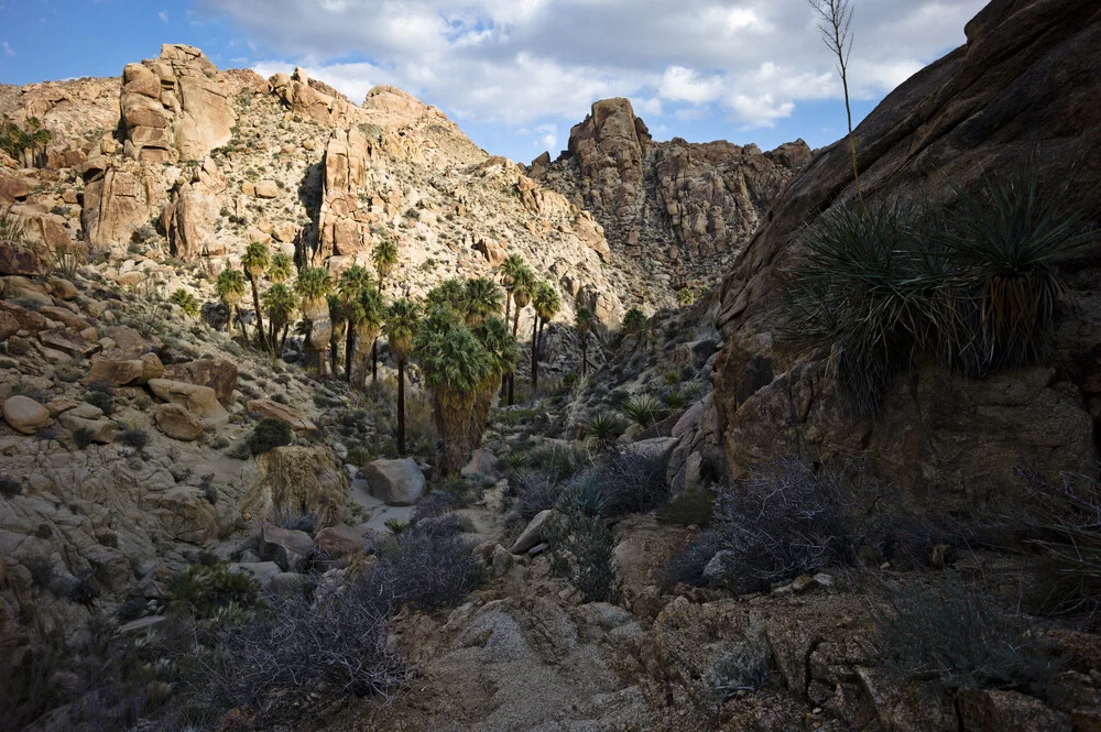 Lost Palms Oasis, Joshua Tree National Park - fotokunst von Jakob Berr