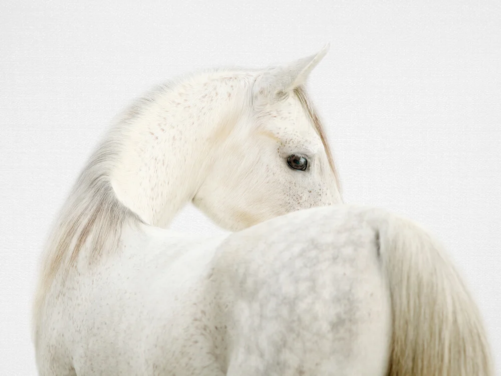 Photo of a fearless horse in a serene environment, radiating elegance and calmness.
