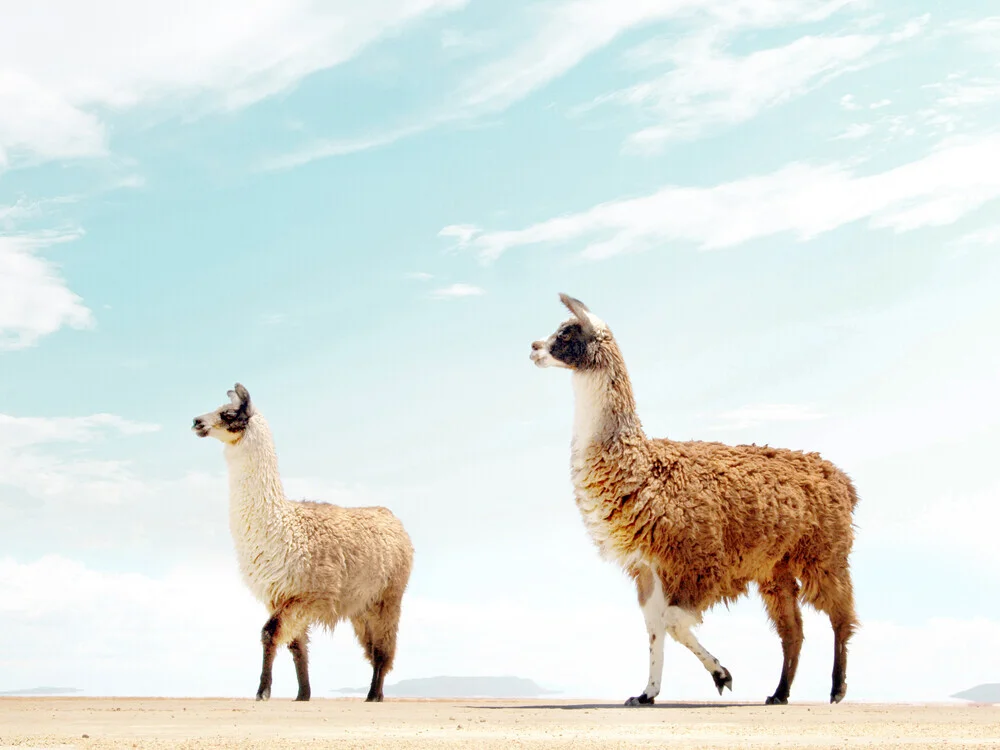 Photo art by Gal Pittel: Alpaca in a desert landscape under a blue sky.