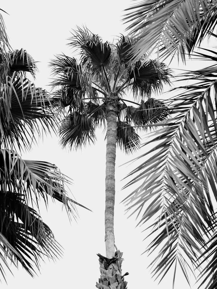 Photo art: Black and white shot of palm trees swaying in a gentle breeze