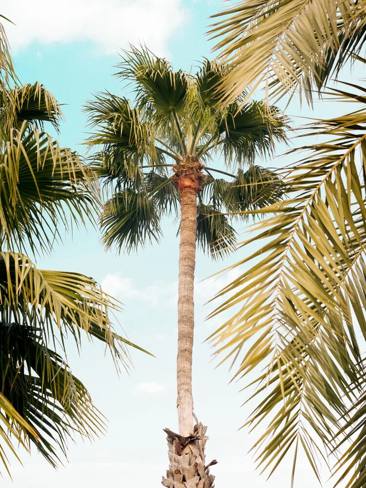 Photo art featuring gentle palm trees swaying in the breeze, evoking a relaxed summer vibe.