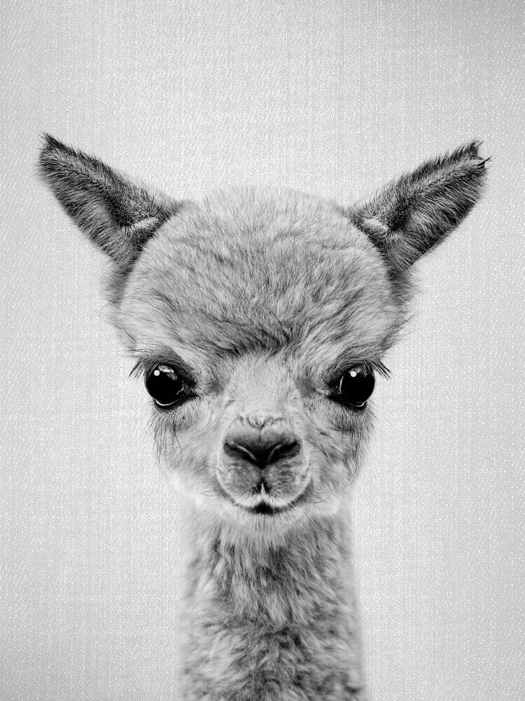 Black and white photo of a cute baby alpaca with a joyful expression