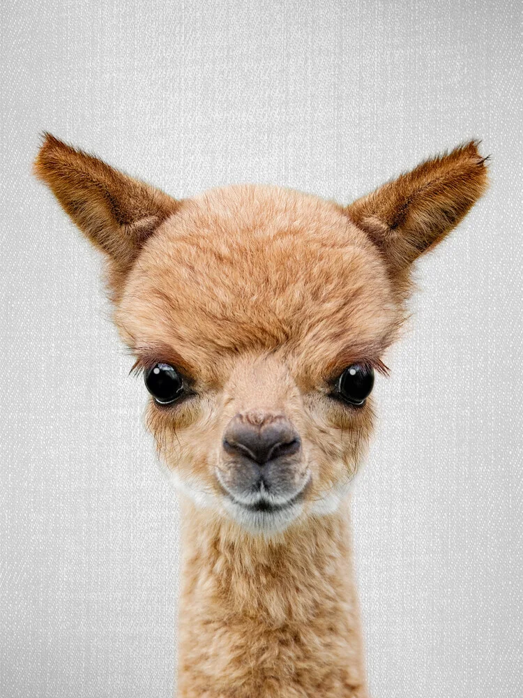 Cute baby alpaca curiously looks at the camera, surrounded by soft colors.