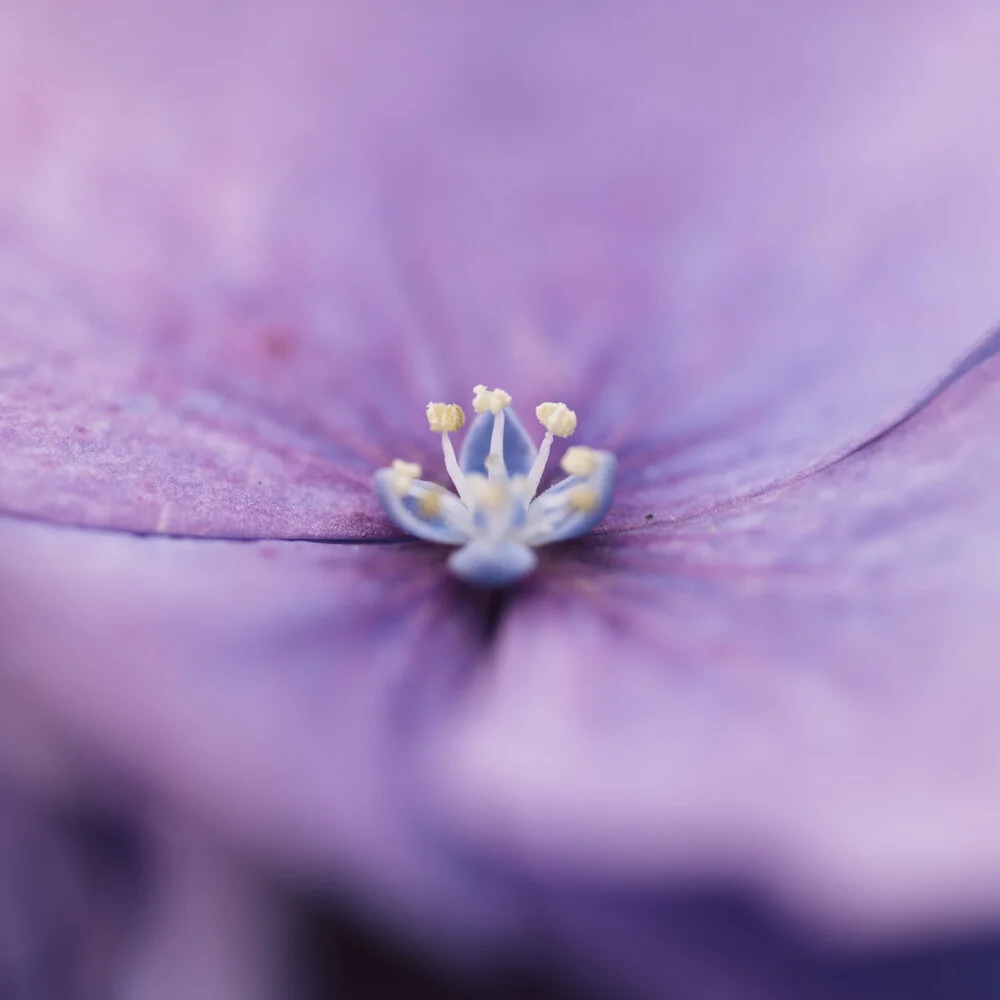 Photo art by Nadja Jacke: close-up of a delicate hydrangea blossom