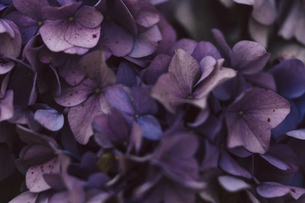 Photo art by Nadja Jacke: detailed close-up of hydrangea blossoms