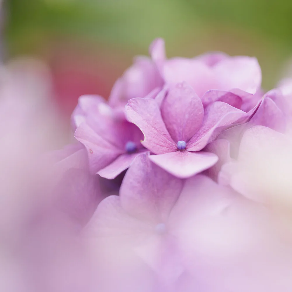 Close-up of hydrangea blossoms in soft colors, radiating calmness and delicacy.