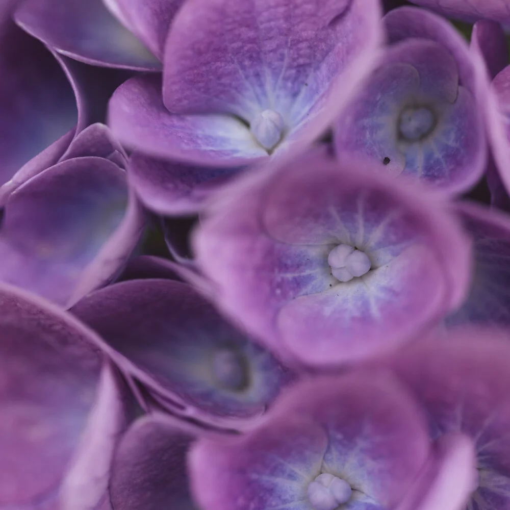 Photo art by Nadja Jacke: delicate close-up of hydrangea blossoms