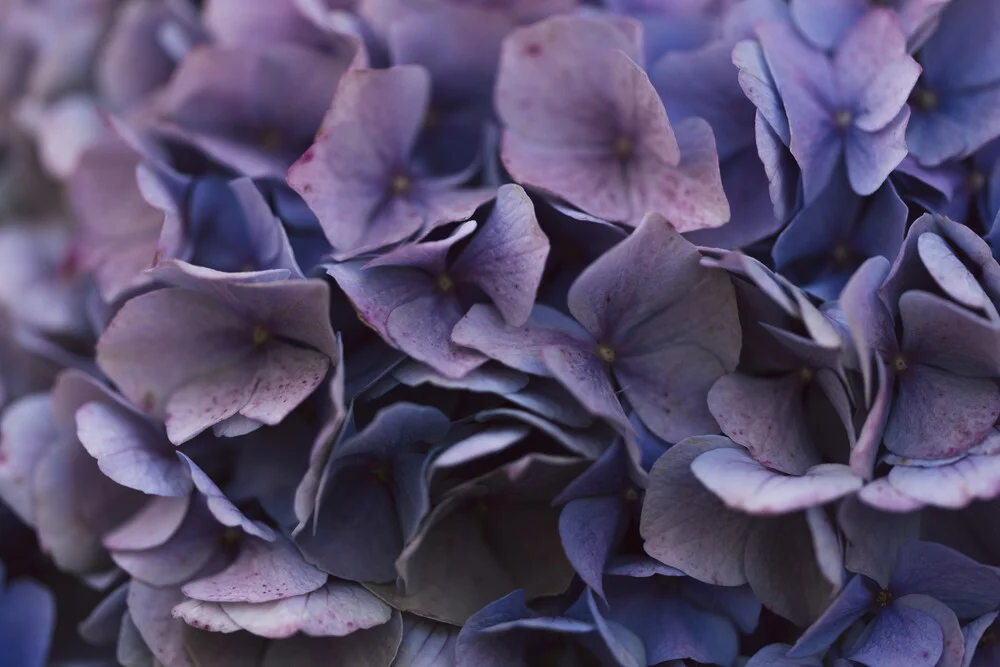 Photo art by Nadja Jacke: delicate hydrangea blossoms in soft colors