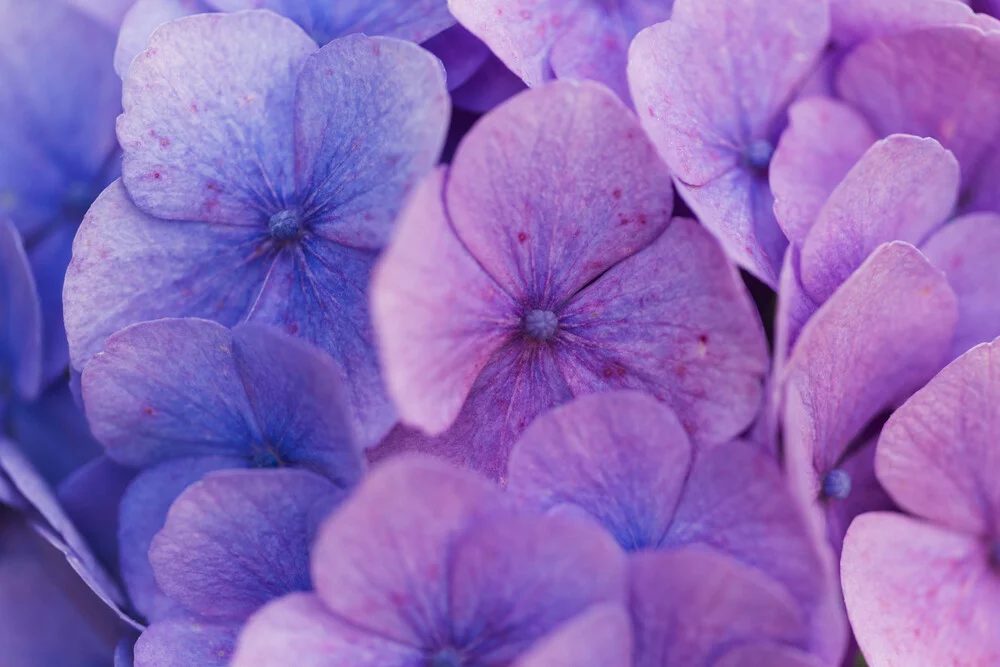 Photo art by Nadja Jacke: delicate hydrangea blossoms in soft colors