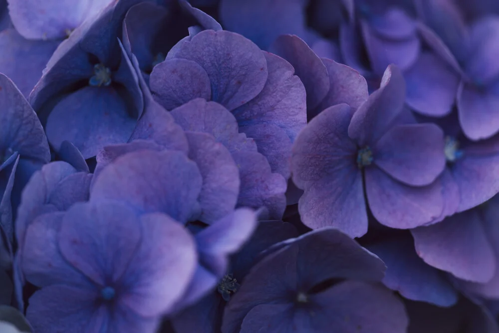 Close-up of hydrangea blossoms featuring delicate colors and fine details.
