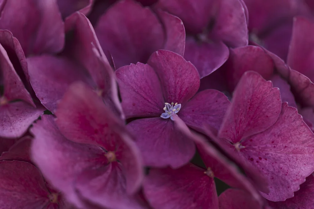 Photo art by Nadja Jacke: delicate hydrangea blossoms in soft colors