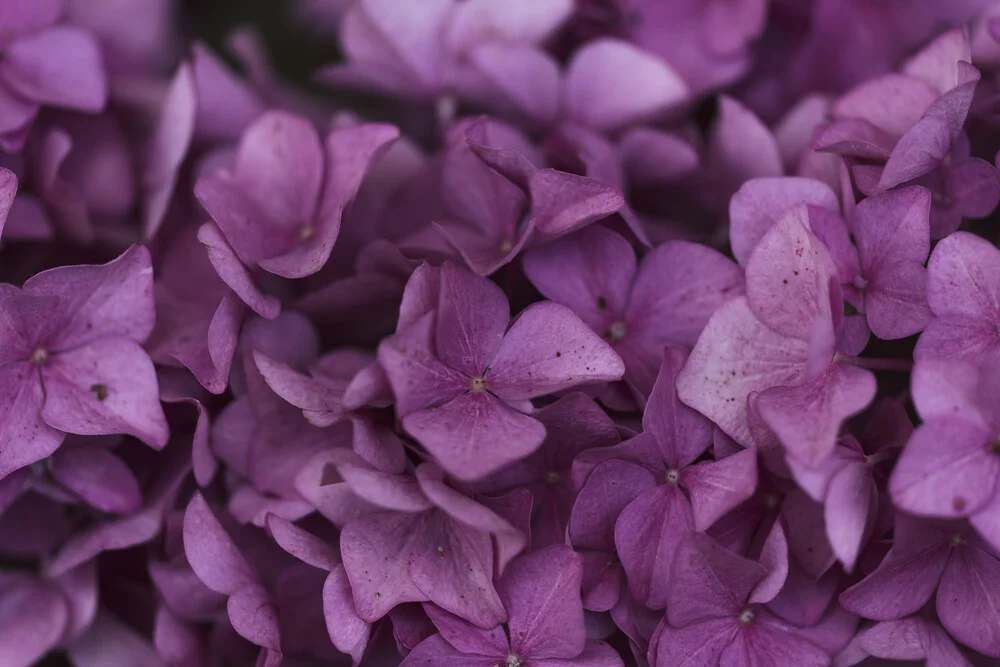 Photo art by Nadja Jacke: delicate hydrangea blossoms in soft colors