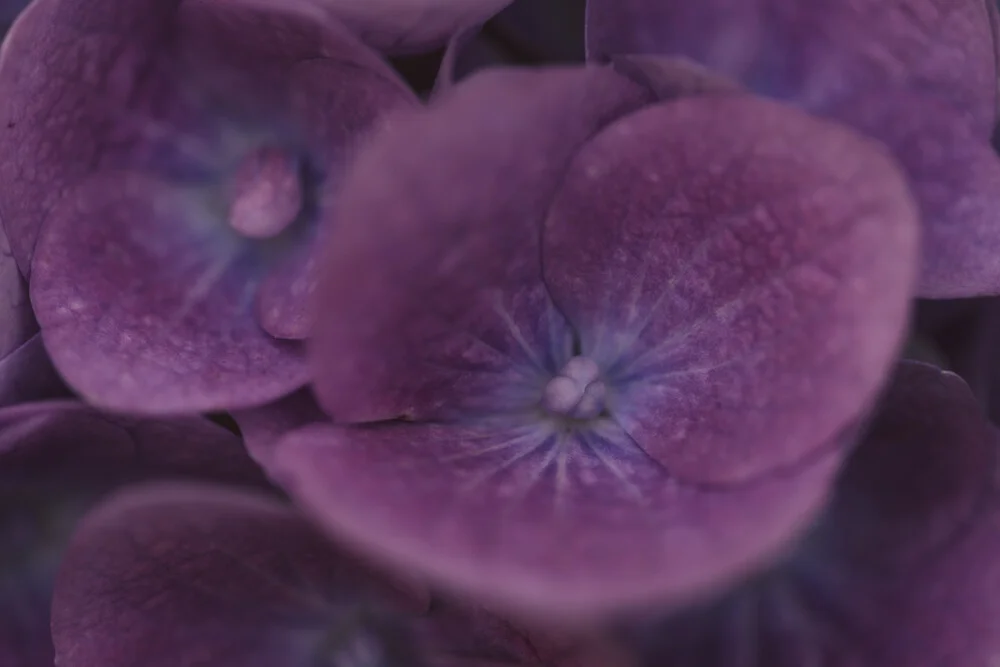 Photo art by Nadja Jacke: delicate hydrangea blossoms in soft colors.