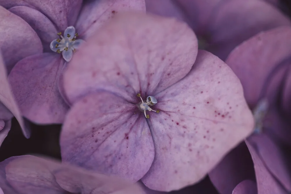 Close-up of hydrangea blossoms in soft colors, conveying a calm botanical feel.