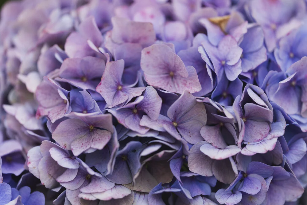 Nahaufnahme von Hortensienblüten mit sanften Farben und feinen Details, die ein ruhiges Gefühl vermitteln