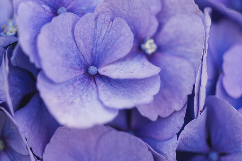 Fotokunst von Nadja Jacke: sanfte Hortensienblüten in zarten Farben