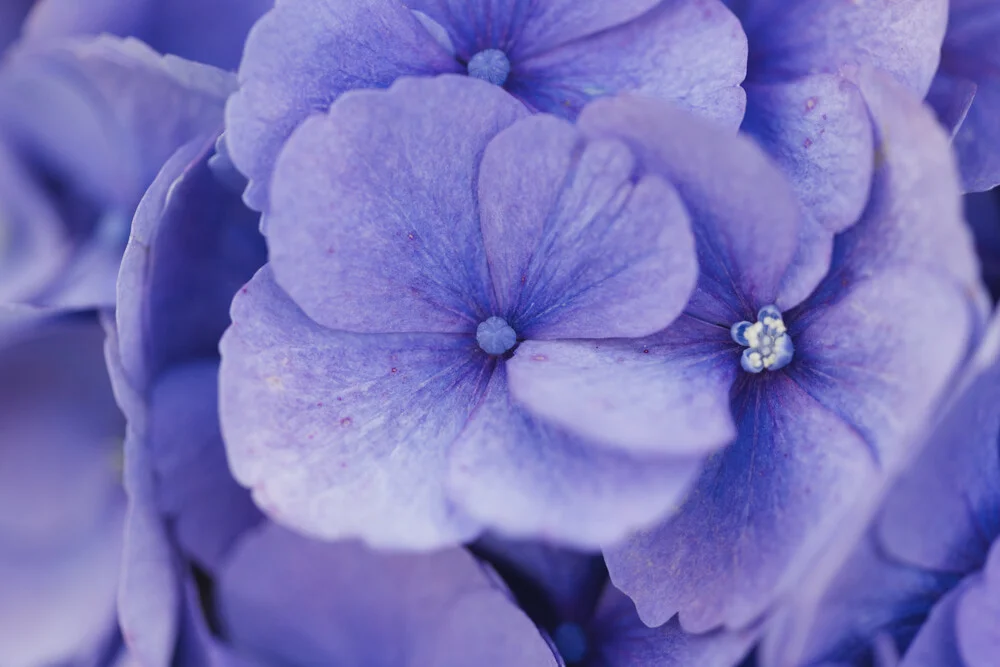 Fotokunst von Nadja Jacke: Nahaufnahme von zarten Hortensienblüten